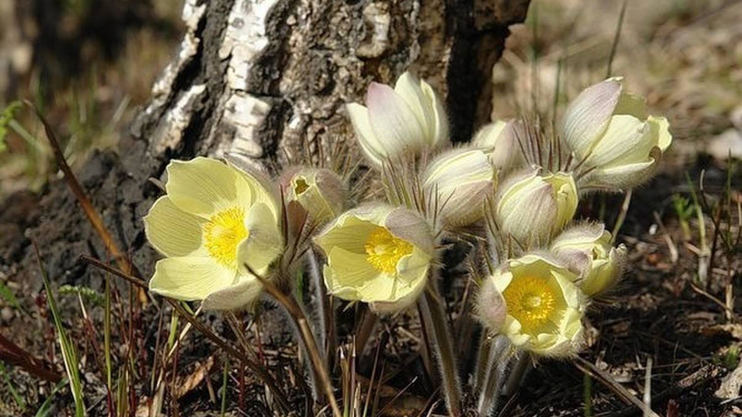 Основная тема недели с 24 по 30 апреля 2025 года 💖для всех знаков Зодиака. 
Солнечное затмение.