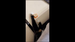 Киска захотела суши
