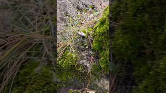 Если нет снега зимой,он -мох порадует глаз смотреть онлайн