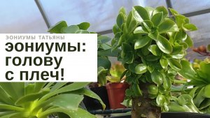№124 Эониумы сношу голову обрезка формирование