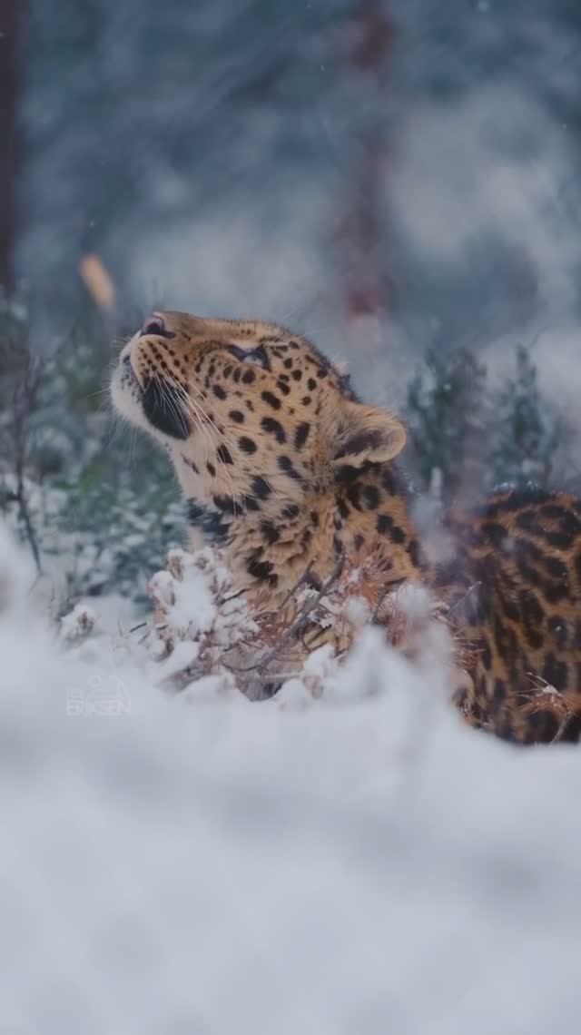 Дальневосточный Леопард смотреть онлайн