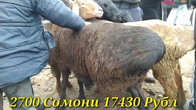 Шанбе бозор Регар / Моли майда, Оча бача, Букахо, ва Гусфандхо