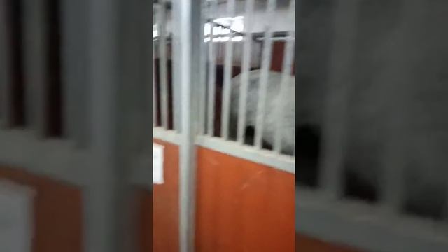 Московский конный завод.Жеребятник. смотреть онлайн