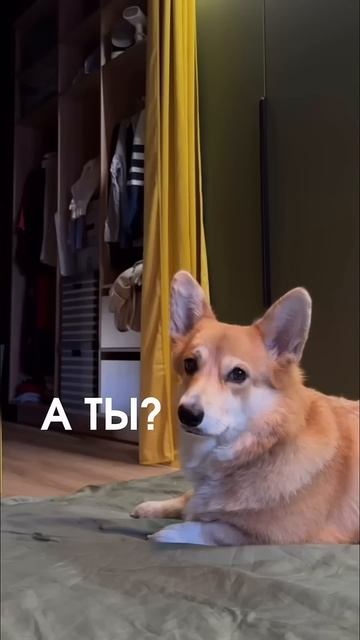 Почему я не перестаю целовать свою собаку смотреть онлайн