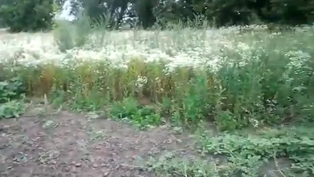 выращивание картофеля (часть 1) смотреть онлайн