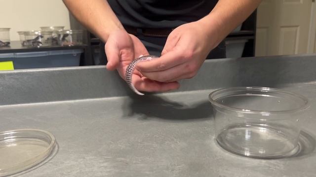 INSANE LEOPARD GECKO COLLECTION! MY LEOPARD GECKO PROJECTS AND PLANS! смотреть онлайн