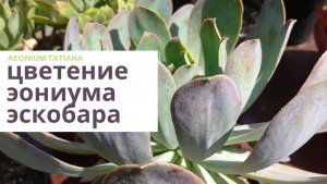 №120 Эониум эскобари цветет