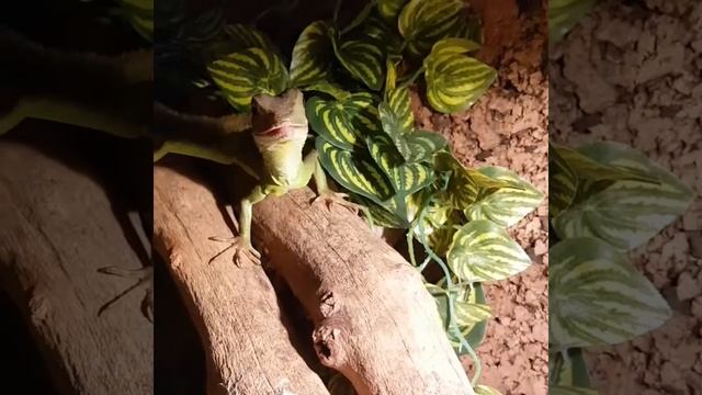 A little female waterdragon. (Een kleine vrouwelijke wateragame eet een Hornworm). смотреть онлайн