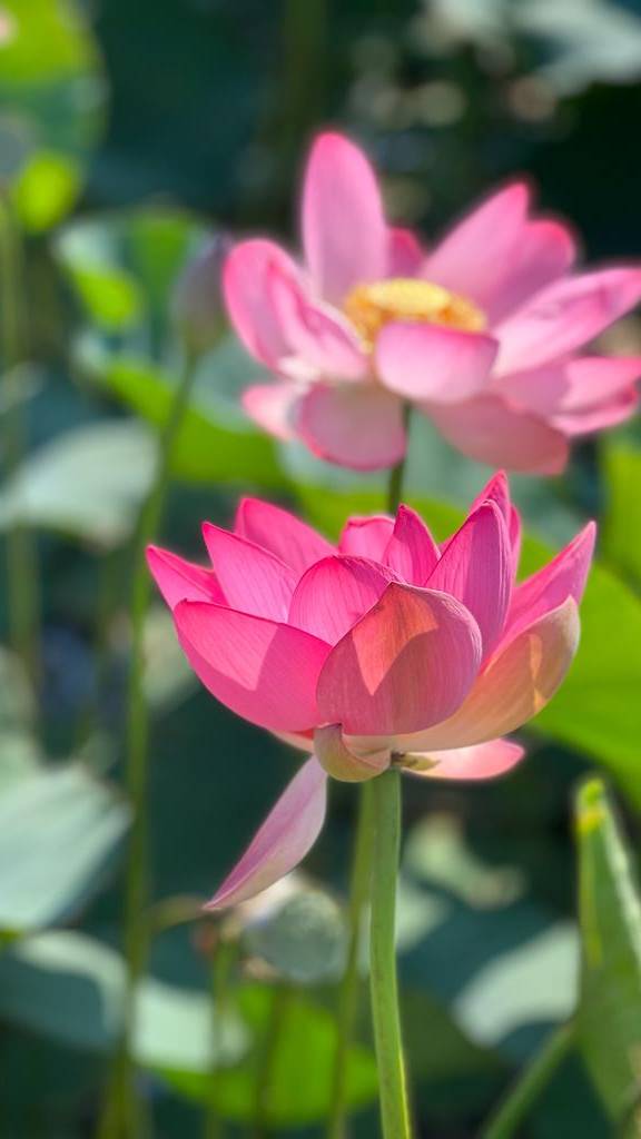 Продается дом на Юге Краснодарского края Темрюкский район смотреть онлайн