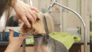 🐕 Что выбрать: домашнюю стрижку или груминг?