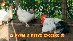 Куры породы Суссекс и Петушок на выгуле купаются в земле ❣️🤗😂