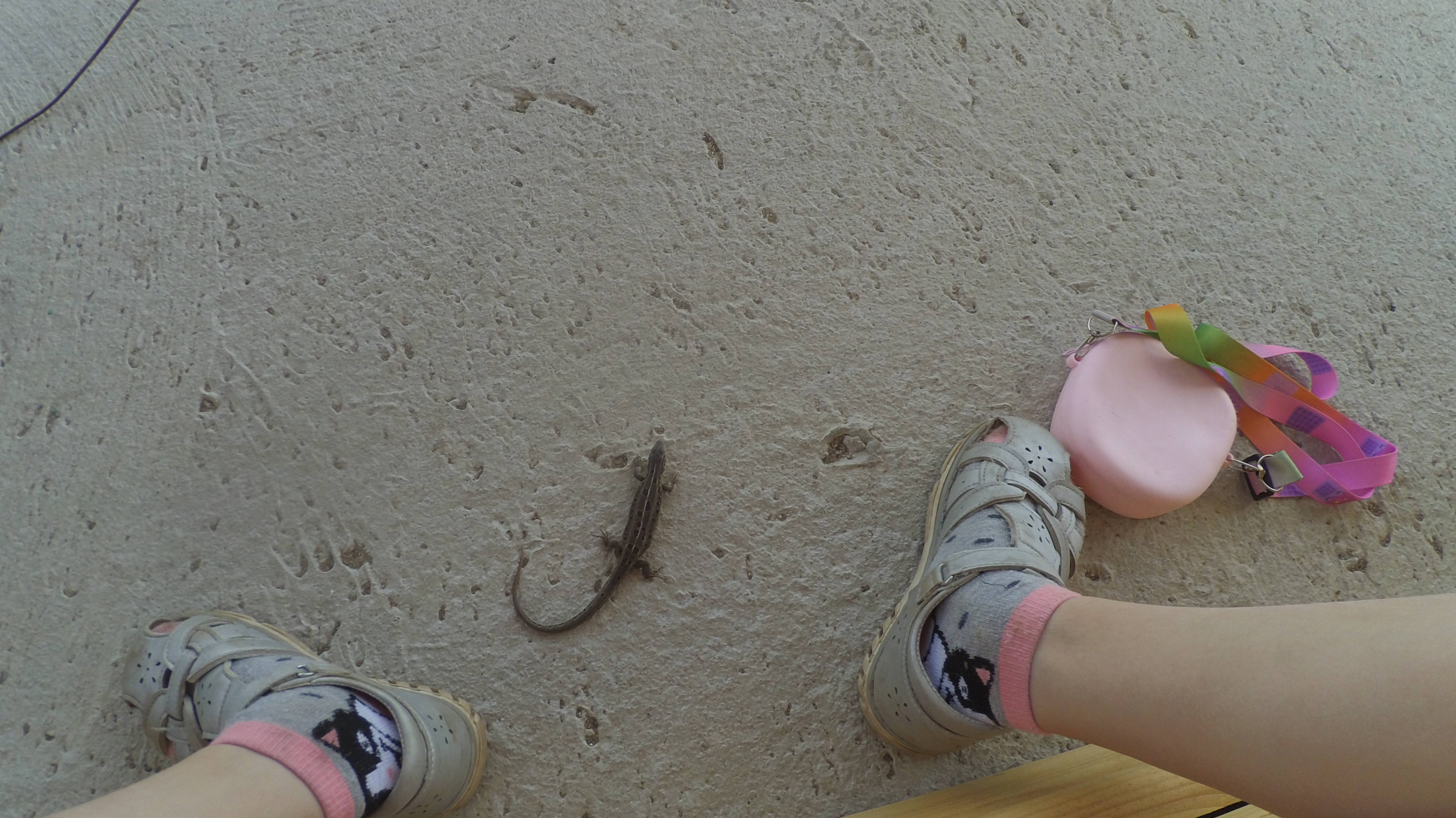 пэдро пэдро.