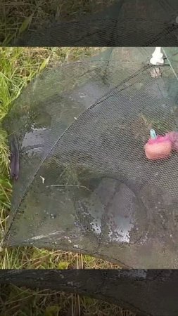 bubu payung panen ikan udang tawar Sawah 90