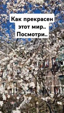 Wat is deze wereld prachtig... kijk maar...Официально весна в Нидерландах  с 21 марта. #lentegevoel