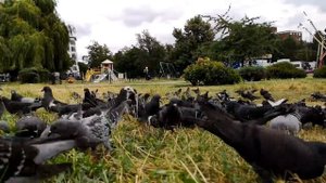 2677752-hd_1280_720_30fps