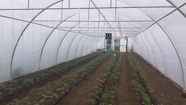 Identificare dăunător - musca minieră смотреть онлайн