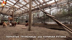 Куры несушки свободного выгула и их обычная куриная рутина – эпизод (129)