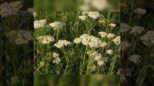 Бу́ймодароннинг #шифобахш хусусиятлари