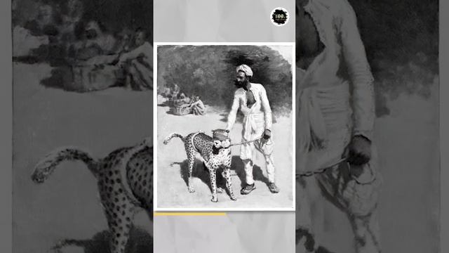 Cheetah India se gayab kyu hue 🤔🤔 | Part-1 #shorts