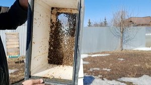 Меняю днища у пеноуликов. Первые результаты по количеству пчелиного подмора и поноса.