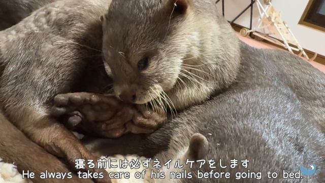 Otter Beat, He's a Manicurist. смотреть онлайн