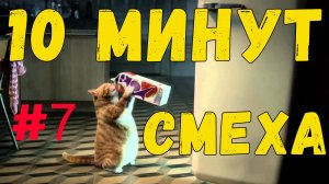 10 МИНУТ СМЕХА / ЛУЧШИЕ ПРИКОЛЫ С КОТАМИ 2025 😹