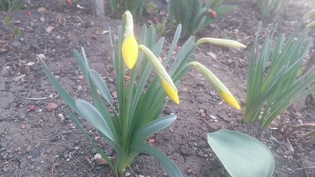 VID_20250323_090226