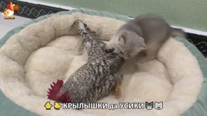Утята и Цыплята - Кошки и котята (301) Хвостики да Усики ❣️🤗😂