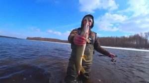 Поймали щуку без хвоста.Рыбалка на спиннинг весной.Ловля щуки и окуня в забродниках.