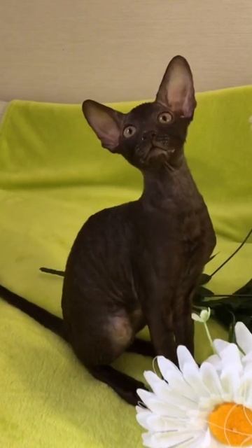 Котёнок корниш-рекс