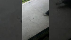 Спаривания голубей