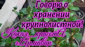 Хранила гортензию при высокой влажности и поливала!Для чего?22.03.25
