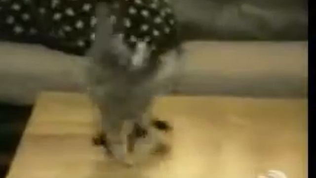 Подборка очень смешных кошек. смотреть онлайн