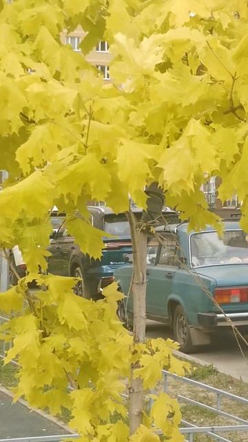 #клён ? мои друзья ботаники, что за дерево? смотреть онлайн