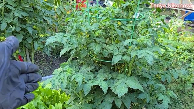 Великолепный куст томата с обильным урожаем. смотреть онлайн