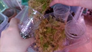 Мой опыт с клонами калатеи Сильвер Плейт🌱