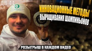 БОЛЬШОЙ УРОЖАЙ ГРИБОВ | РАЗБОР ОШИБОК | ДВ44