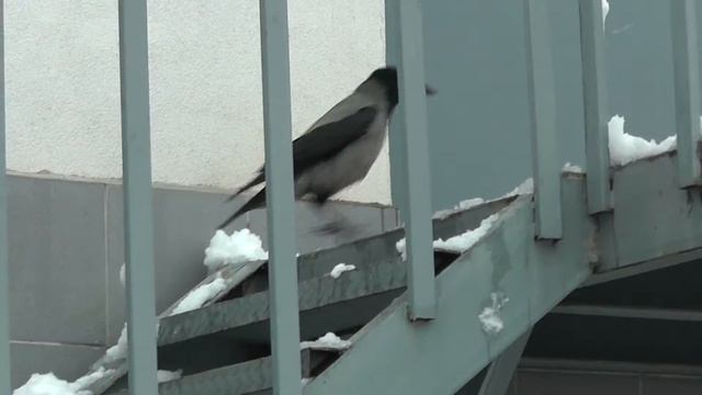 19.02.2014 г. ВОРОНЫ 01701 смотреть онлайн