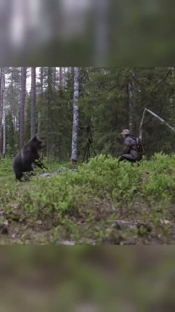 Встреча с медведем