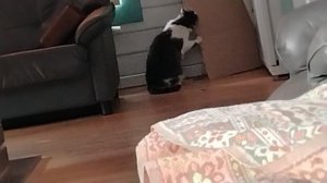 Кот Джорик развлекается. VID_20250318_111706~2