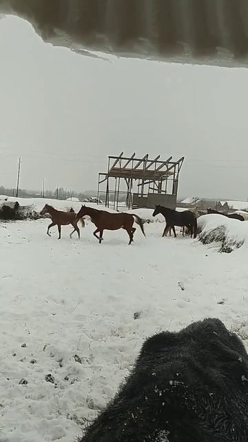жеребенок конкурист, прыгает через рулон сена смотреть онлайн