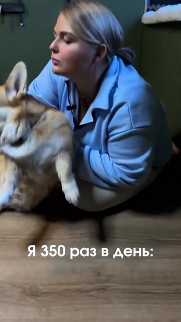 Моя корги получает 300 обнимашек в день