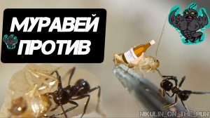 Муравьи Myrmicaria и Messor ПРОТИВ!!! 💪🐜🪳