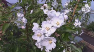 Наша дача. Май 2021