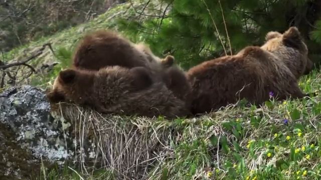 На Алтае сняли редкое видео кормления медведицей подросших медвежат 