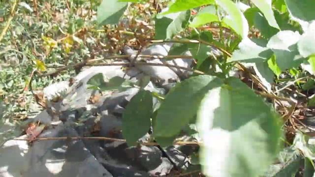 Підкормка однорічних горіхів до зими смотреть онлайн