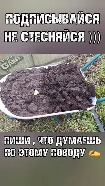 Клубника в ТРУБЕ  #клубникабомба #грядкавтрубе #клубника #своимируками