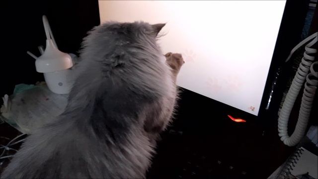 Кошка мышеловка . смотреть онлайн