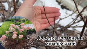 Весной стригу, летом любуюсь!