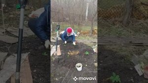 Посадка морозника из магазина ...#образование #подпишись #весна